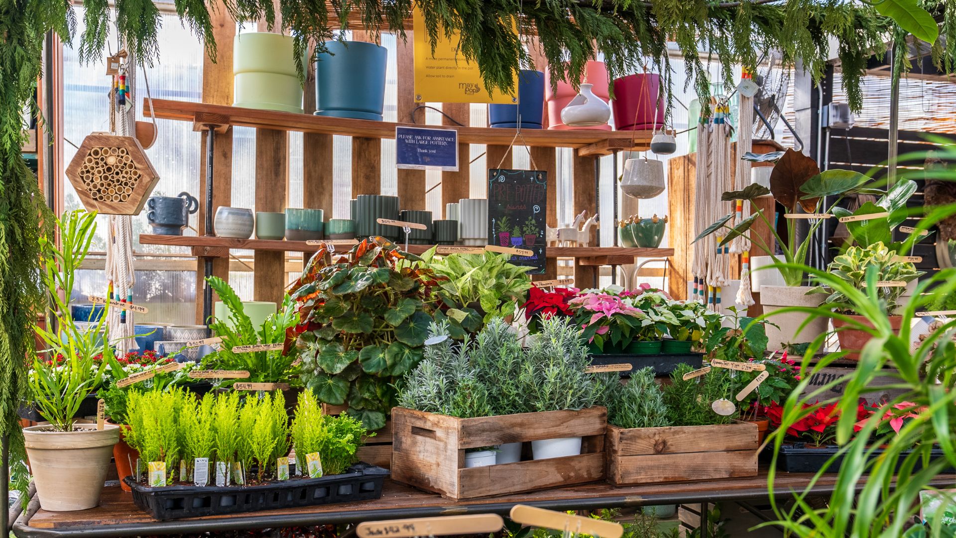 Maypop Coffee and Garden Shop sells coffee and plants.