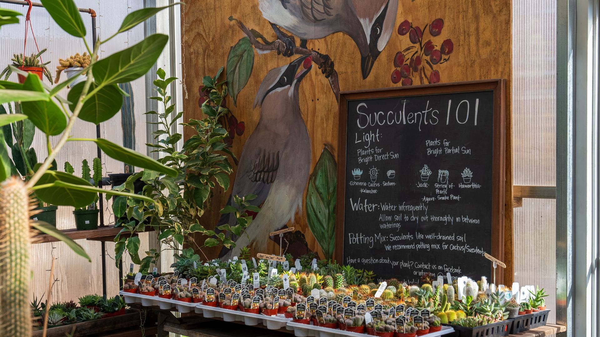 Maypop Coffee and Garden Shop specializes in coffee and plants.