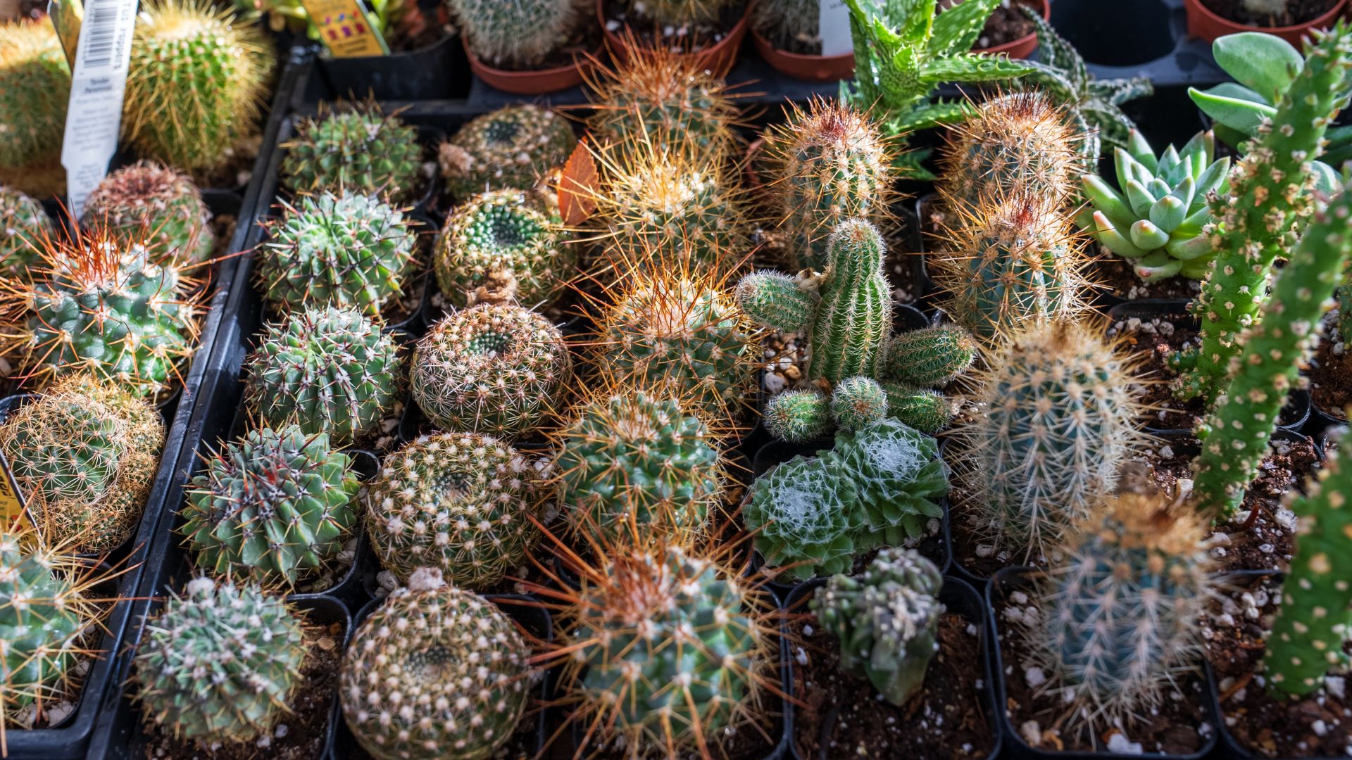 Maypop Coffee and Garden Shop sells travel-size plants like these cacti.